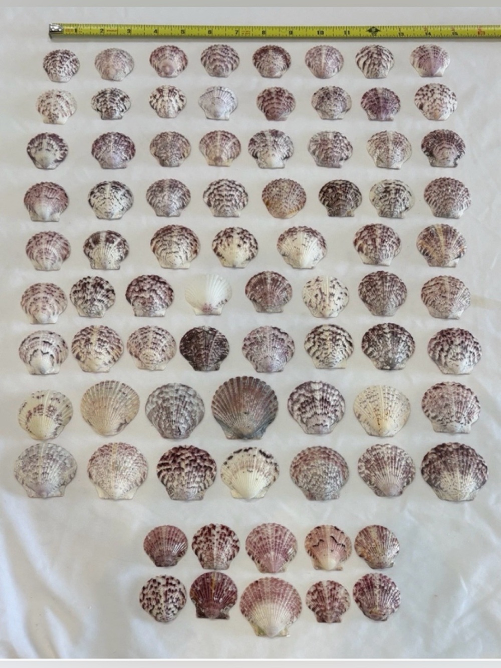 79 LOT SEA SHELLS SANIBEL, FLORIDA SCALLOPS MIX COLOR 1.25"- 2" CRAFT OR COLLECT